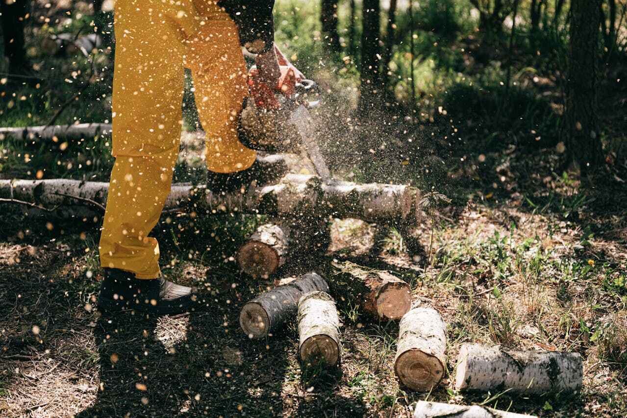 Tree Root Removal